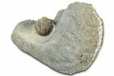 Detailed Proetid (Gerastos) Trilobite Fossil - Morocco #325856-1